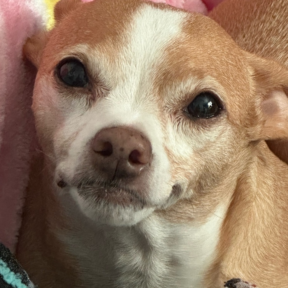 Meet my dog Cholin